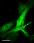 OXTR  Antibody (C-Term)